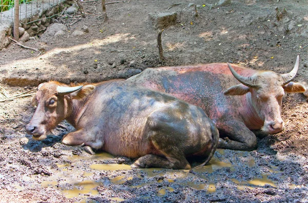 Twee buffels ontspannen in Plas — Stockfoto