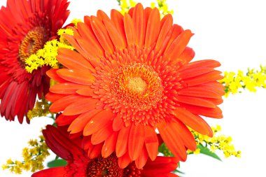 parlak çiçekler. gerbera.