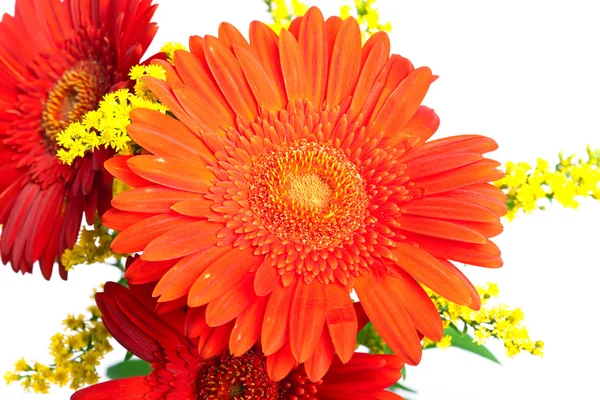 Bright flowers. Gerbera. — Stock Photo, Image