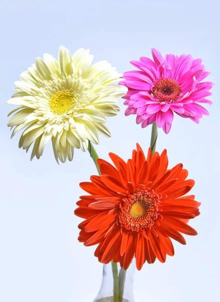 Tři světlé květy. Gerbera. — Stock fotografie