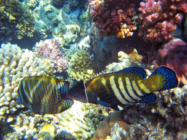 Onderwater World Fishes Koralen — Stockfoto