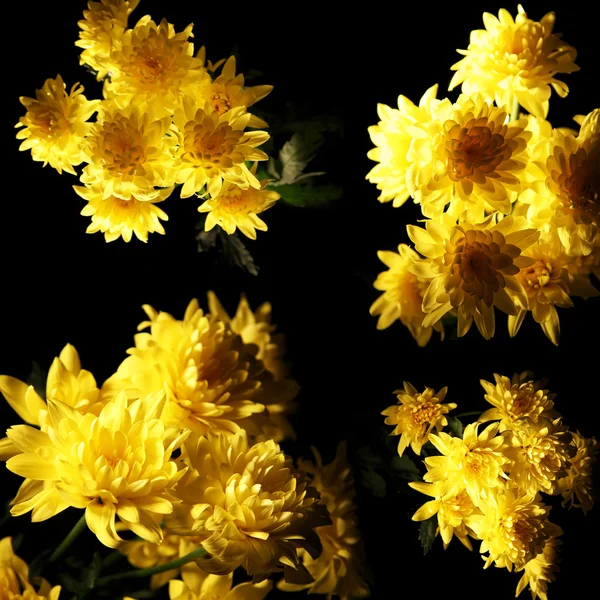 Σύνθεση Από Έλαμψε Κίτρινο Χρυσάνθεμο Λουλούδι Μαύρο Φόντο — Φωτογραφία Αρχείου