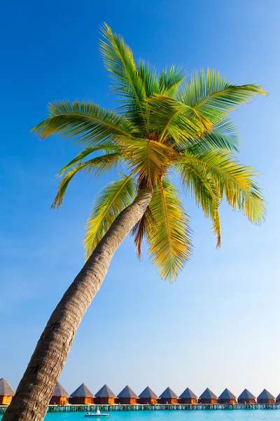 Palm Träd Himlen Bakgrund — Stockfoto