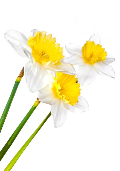 Narcissus isolated on a white background — Stock Photo, Image