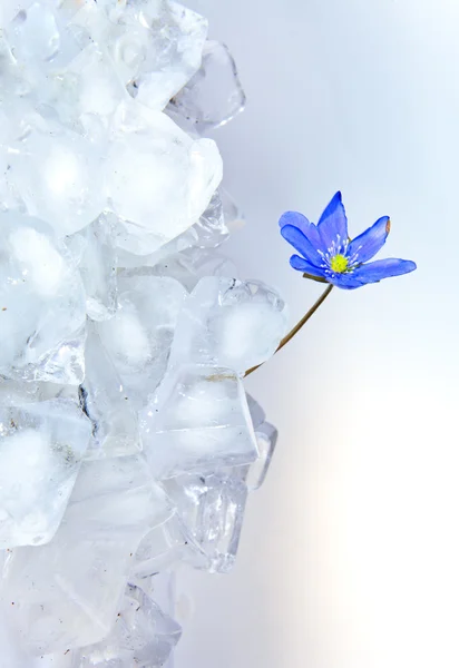 Snowdrop Growing Ice — Stock Photo, Image