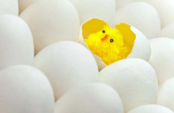Newborn chicken in shell of egg — Stock Photo, Image