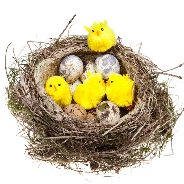 Nest yumurta ve tavuk beyaz zemin üzerine — Stok fotoğraf