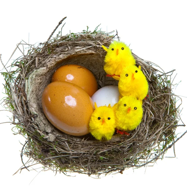 Φωλιά με αυγά και κοτόπουλα — Φωτογραφία Αρχείου