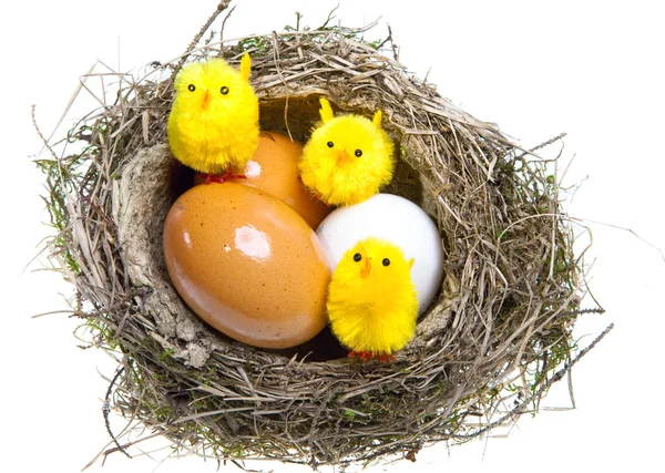 Ninho com ovos e galinhas em fundo branco — Fotografia de Stock