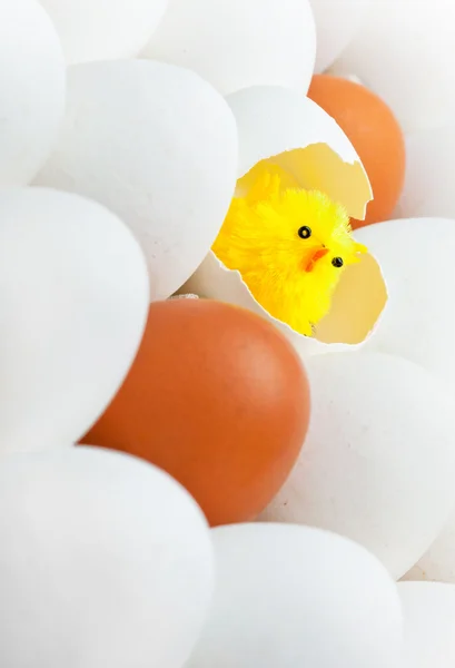 Telur dan ayam — Stok Foto
