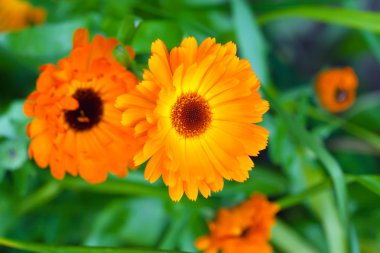 Calendula çiçek