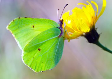 Kelebek gonepteryx rhamni bir çiçek üzerinde