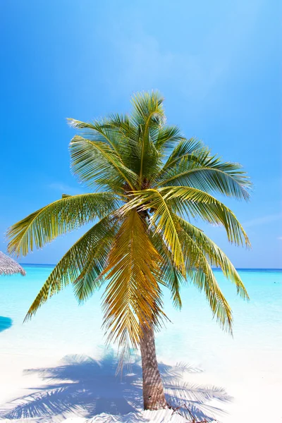 Palmerna på tropisk ö på ocean. Maldiverna. — Stockfoto