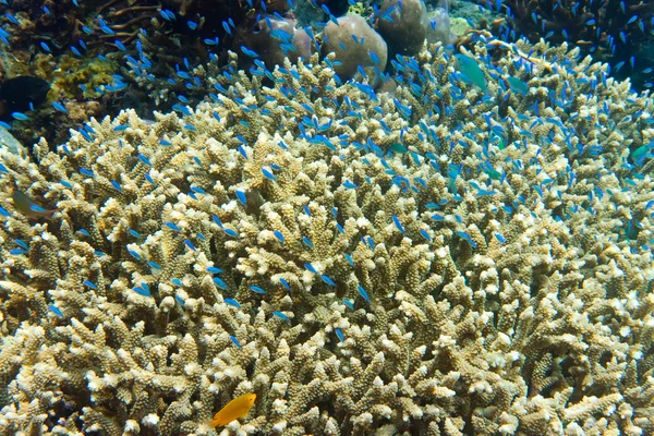 Víz alatti world.fishes a korallok. — Stock Fotó