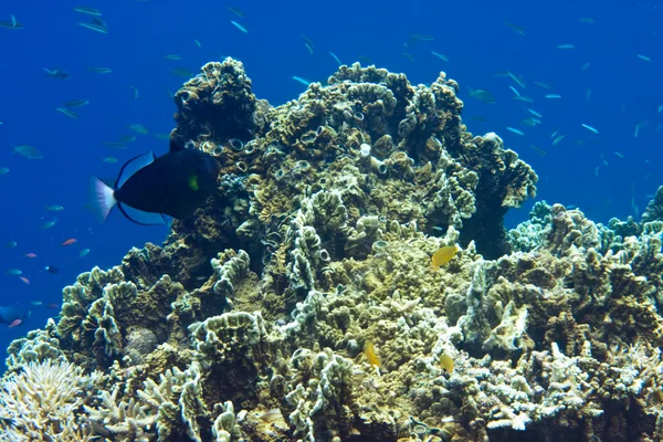 Mundo submarino.Peces en corales . — Foto de Stock