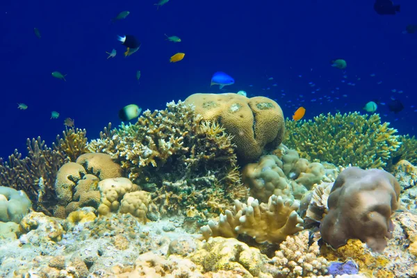 Underwater world.Fishes in corals. — Stock Photo, Image