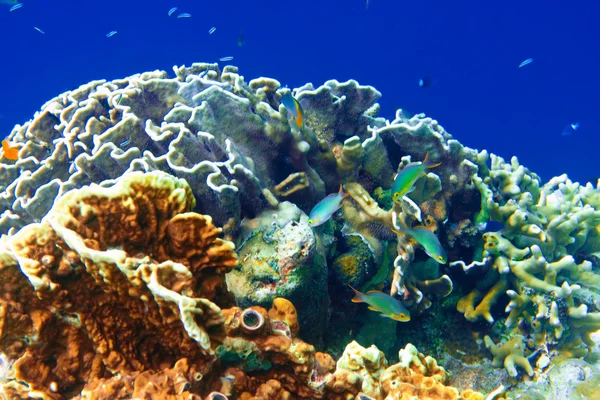 Mondo subacqueo.Pesci nei coralli . — Foto Stock