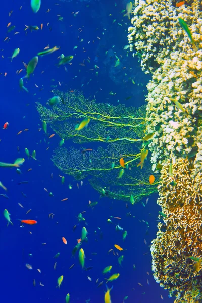 Mundo submarino.Peces en corales . — Foto de Stock