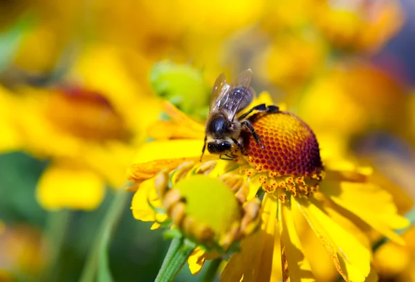 Calendula çiçek arıya — Stok fotoğraf