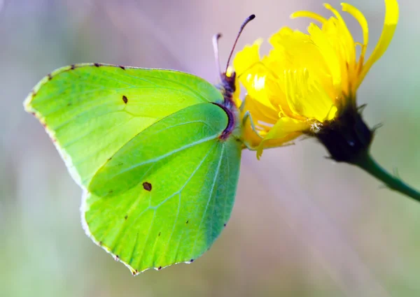 A borboleta Gonepteryx rhamni em uma flor — Fotografia de Stock