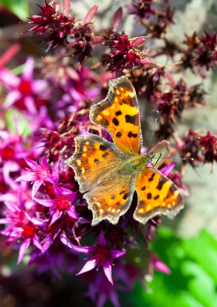 Motýl inachis io na květ — Stock fotografie