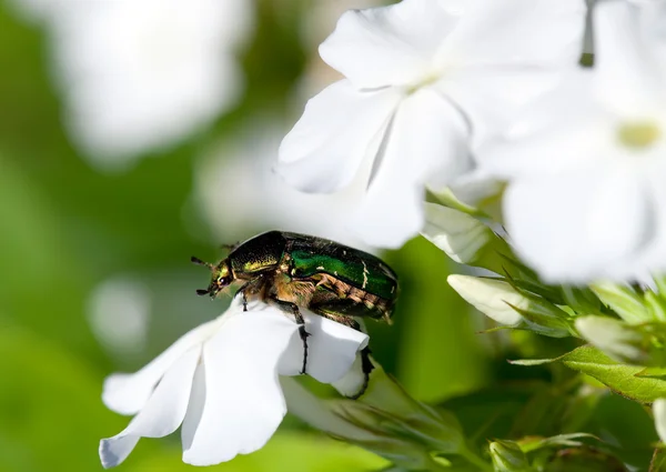 Великий жук на квітці — стокове фото
