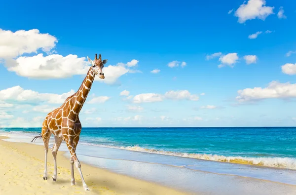 La jirafa corre sobre arena en la costa — Foto de Stock