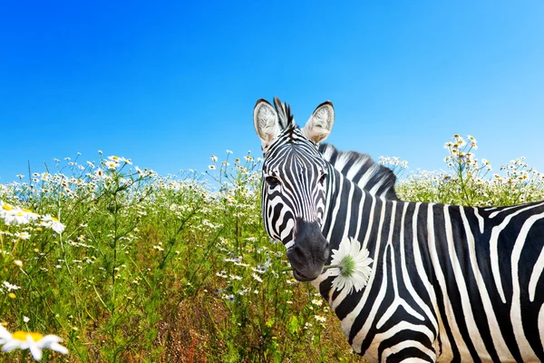 Zebra s heřmánkem v ústech na kvetoucí louka — Stock fotografie