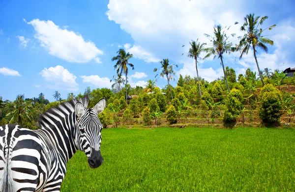 Zebra on a green grass and a tropical landscape with palm trees. — Stock Photo, Image