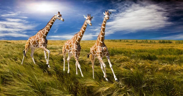Три жирафа бегут по полю — стоковое фото