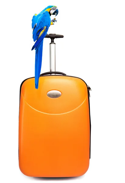 A színes papagáj ül egy bőröndöt, utazás — Stock Fotó