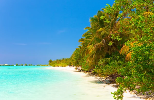 Maledivy. tropický ostrov. — Stock fotografie