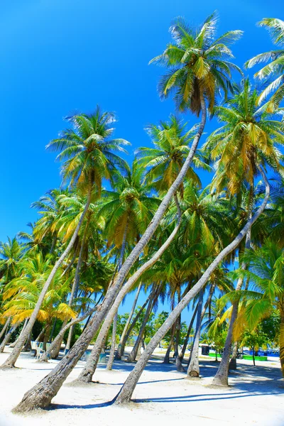 Palmy na tropickém ostrově v oceánu. Maledivy. — Stock fotografie