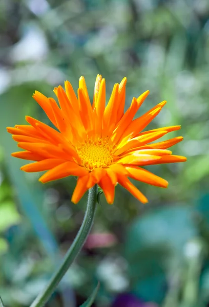 Календула квітка — стокове фото