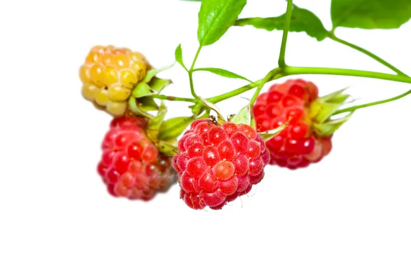 在一个分支上的树莓的成熟莓果 — 图库照片