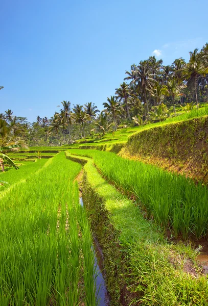 Tropikalny krajobraz. Indonezja. Bali — Zdjęcie stockowe