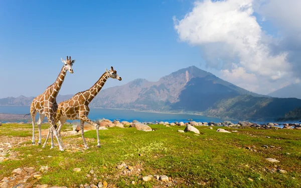 Два жирафа в саванне на фоне гор — стоковое фото