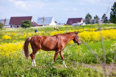 parlak güneşli bir günde bir çayır defne ata