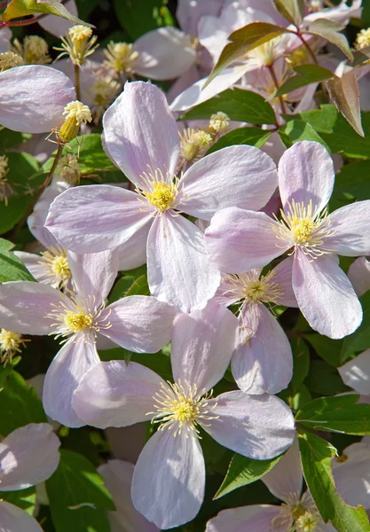 Blühender Strauch mit weißen vierblättrigen Blüten — Stockfoto