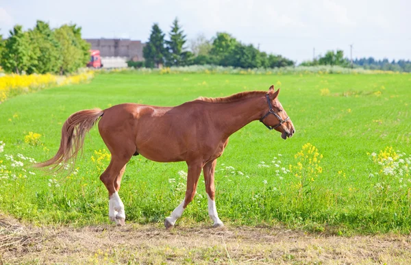 在阳光灿烂的日子的草地上枣红马 — 图库照片