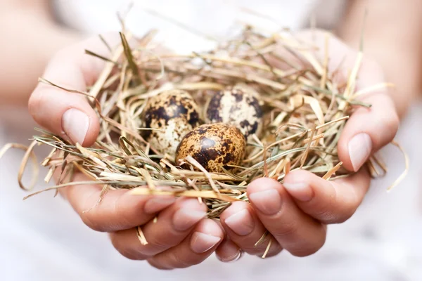 Гнездо в руке — стоковое фото