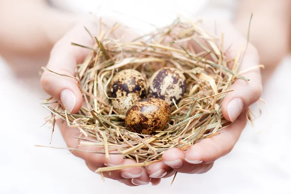 Nest in hand — Stock Photo, Image