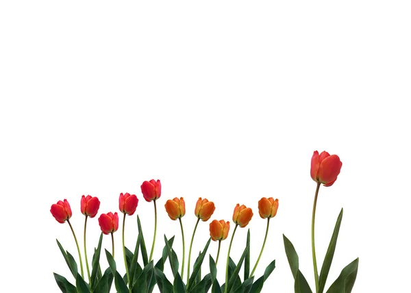 Flower tulip — Stock Photo, Image