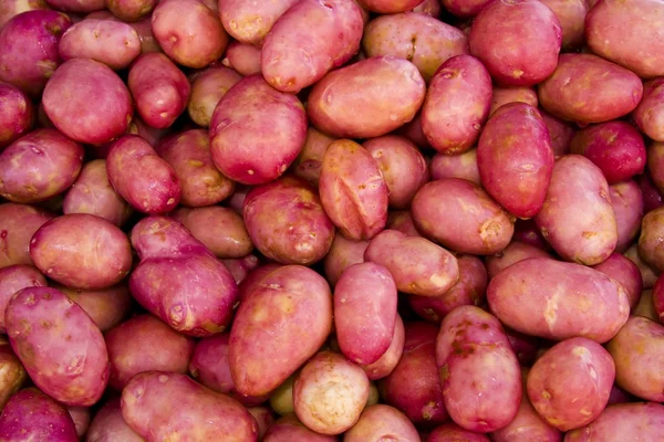 stock image Potato