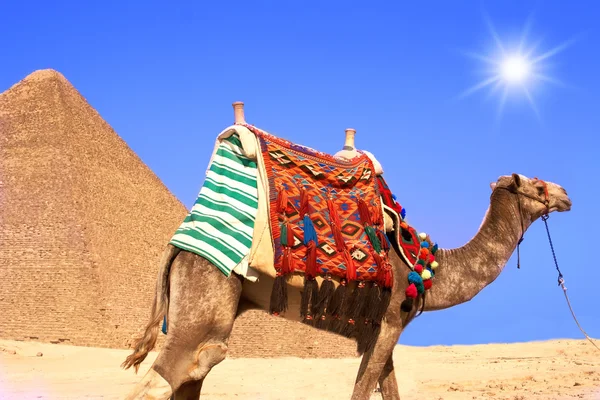 stock image Camel