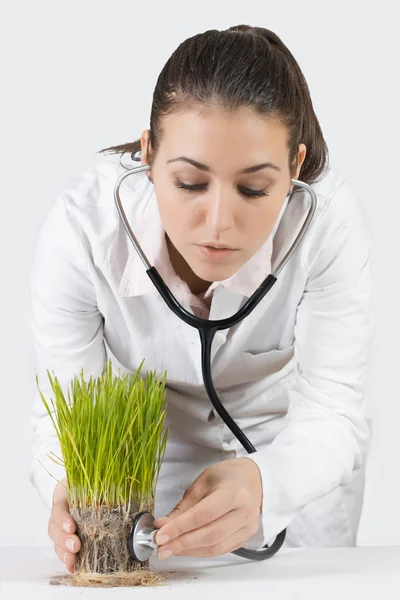 医者は、植物をチェック — ストック写真