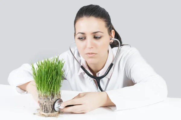 Doctor checked the plant — Stock Photo, Image