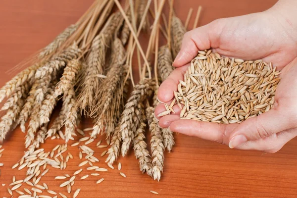 小麦を保持している人間の手 — ストック写真
