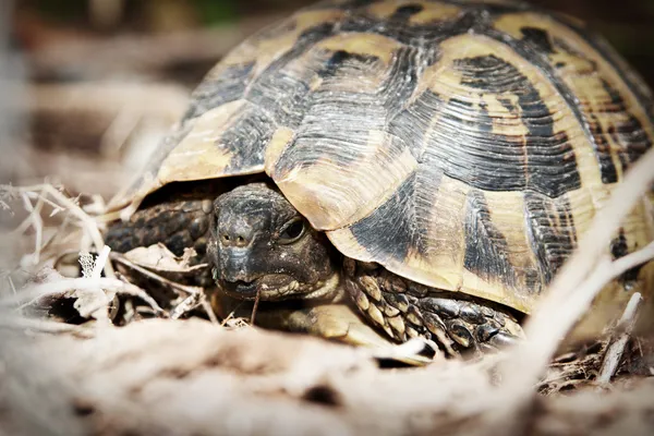 stock image Wild turtle