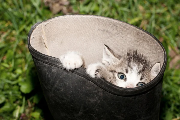 Curioso piccolo gatto — Foto Stock